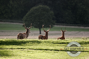 Richmond Park