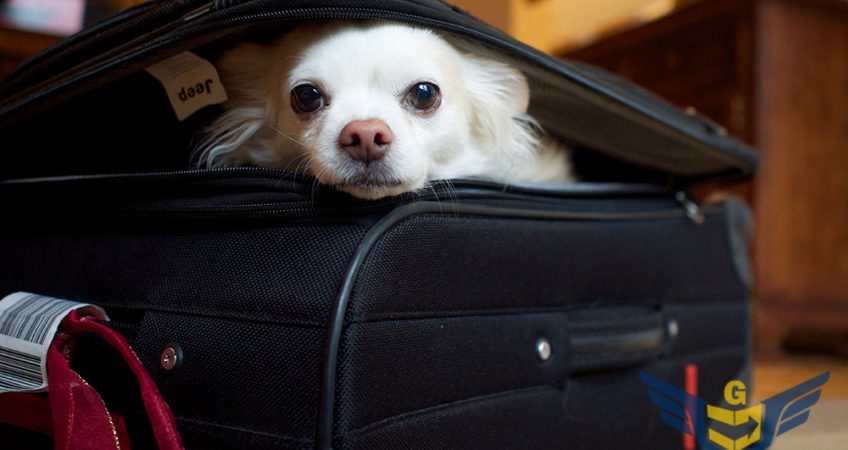 Dog in suitcase